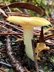 Amanita xanthocephala