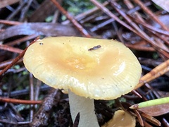 Amanita xanthocephala