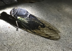 Neotibicen lyricen engelhardti