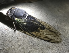 Neotibicen lyricen engelhardti