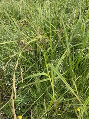 Scirpus radicans