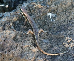 Trachylepis comorensis