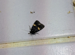 Hydrillodes gravatalis