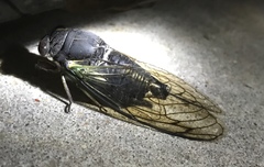 Neotibicen lyricen engelhardti
