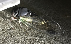 Neotibicen lyricen engelhardti