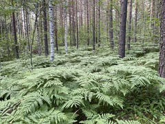 Pteridium pinetorum