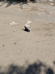 Columba livia domestica
