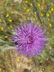 Onopordum macracanthum