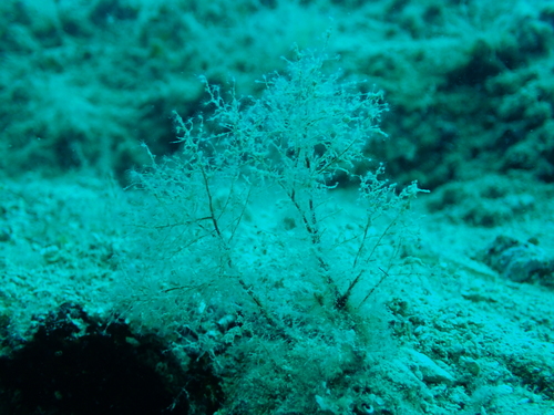 Obrubnjaci (Hydrozoa)
