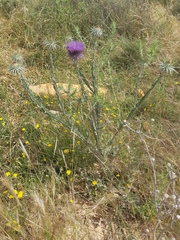 Onopordum macracanthum