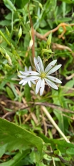 Stellaria vestita