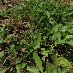 Medicago lupulina