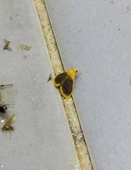 Miltochrista xanthopera