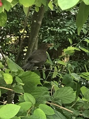 Turdus merula