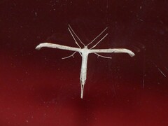 Pterophoridae
