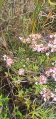 Erica articularis