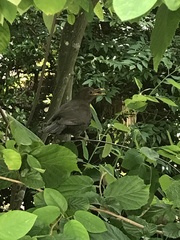 Turdus merula