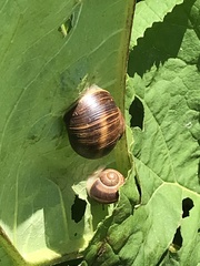 Helix pomatia