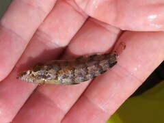 Paraclinus marmoratus