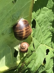 Helix pomatia