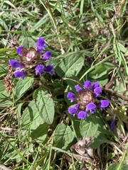 Prunella vulgaris