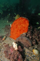 Australostichopus mollis