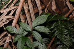 Sambucus australasica