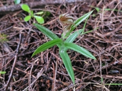 Pterostylis aspera