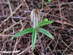 Pterostylis aspera