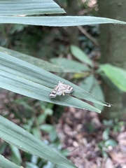 Perisyntrocha anialis