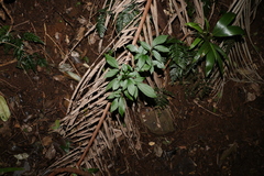Sambucus australasica