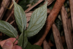 Sambucus australasica