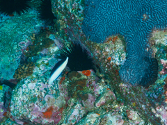 Anampses neoguinaicus