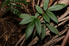 Sambucus australasica