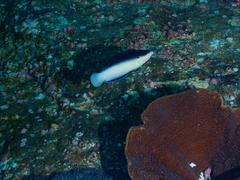 Anampses neoguinaicus