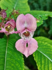 Impatiens glandulifera