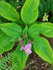 Impatiens glandulifera