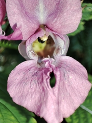 Impatiens glandulifera