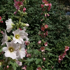 Alcea rosea