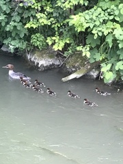 Mergus merganser