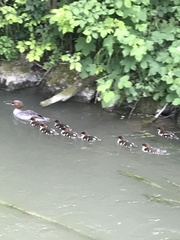 Mergus merganser
