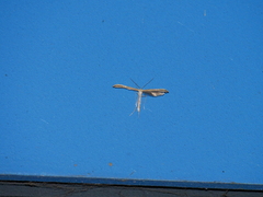 Pterophoridae