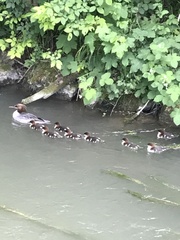 Mergus merganser