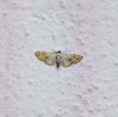 Eupithecia kamburonga
