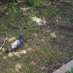 Columba livia domestica