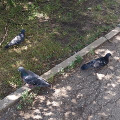 Columba livia domestica