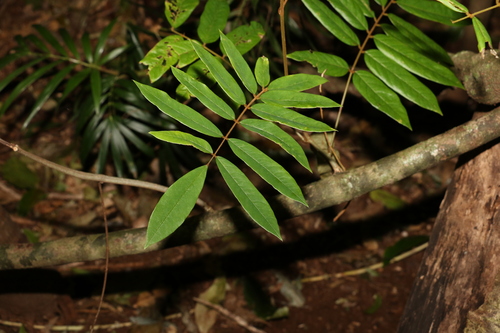 Image of Austrosteenisia glabristyla by (c) Greg Tasney, some rights reserved (CC BY-SA)