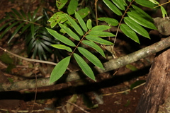 Austrosteenisia glabristyla