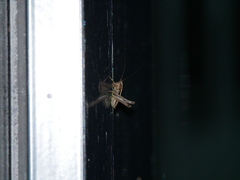 Pholidoptera griseoaptera