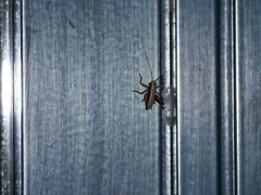 Pholidoptera griseoaptera